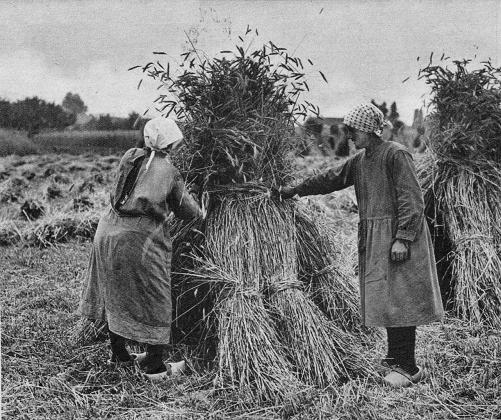 oogst 1935